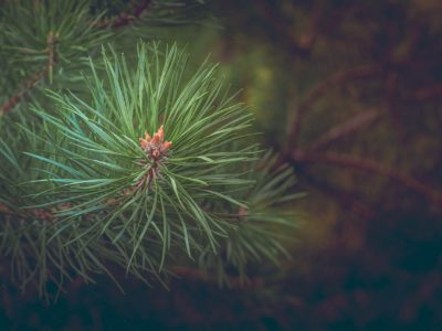 8 Ways To Use Pine Needles | Herbal Academy | Pine needles can be used for a variety of ailments, as food, for making crafts, and even in the garden. Let us teach you 8 ways to use pine needles.