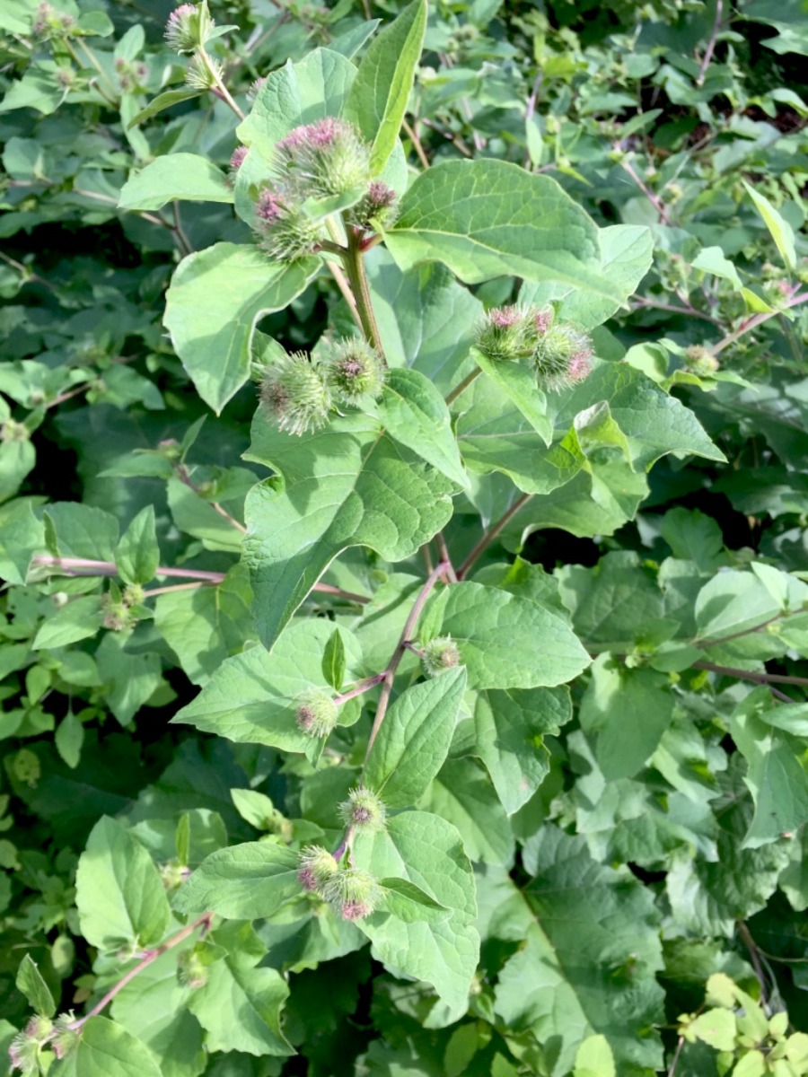 Creating a Local Materia Medica with Burdock | Herbal Academy | Learn how you can use burdock for food and medicine as part of your local materia media.