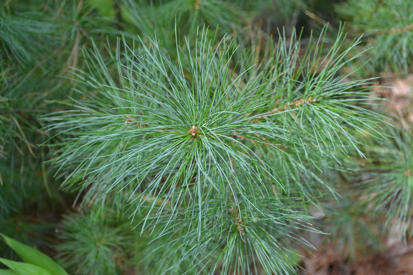 pine needles