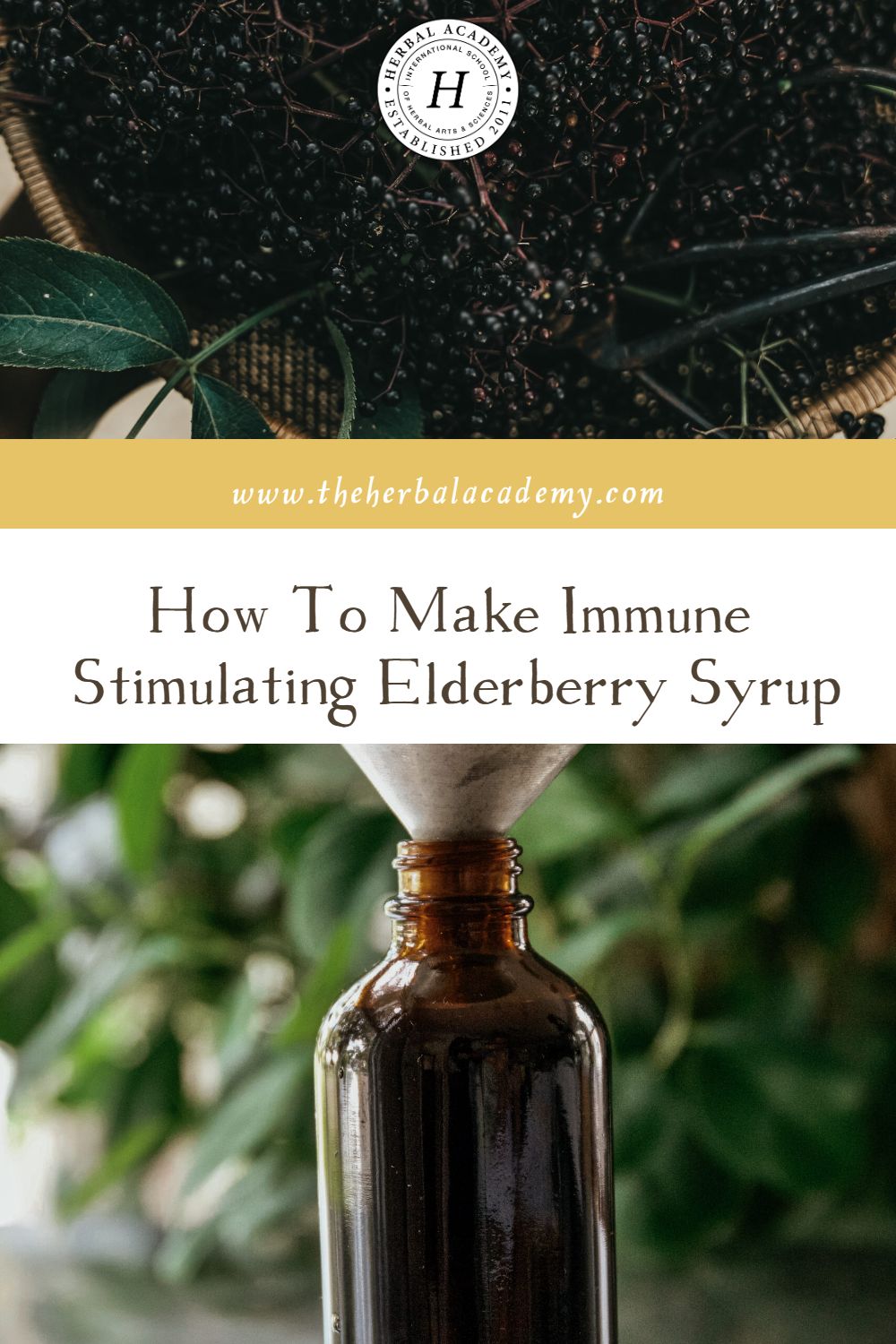 How To Make Immune Stimulating Elderberry Syrup | Herbal Academy | We are being invaded by the cold and flu! This Immune Stimulating Elderberry Syrup is just the remedy you need. Take it at the first sign!