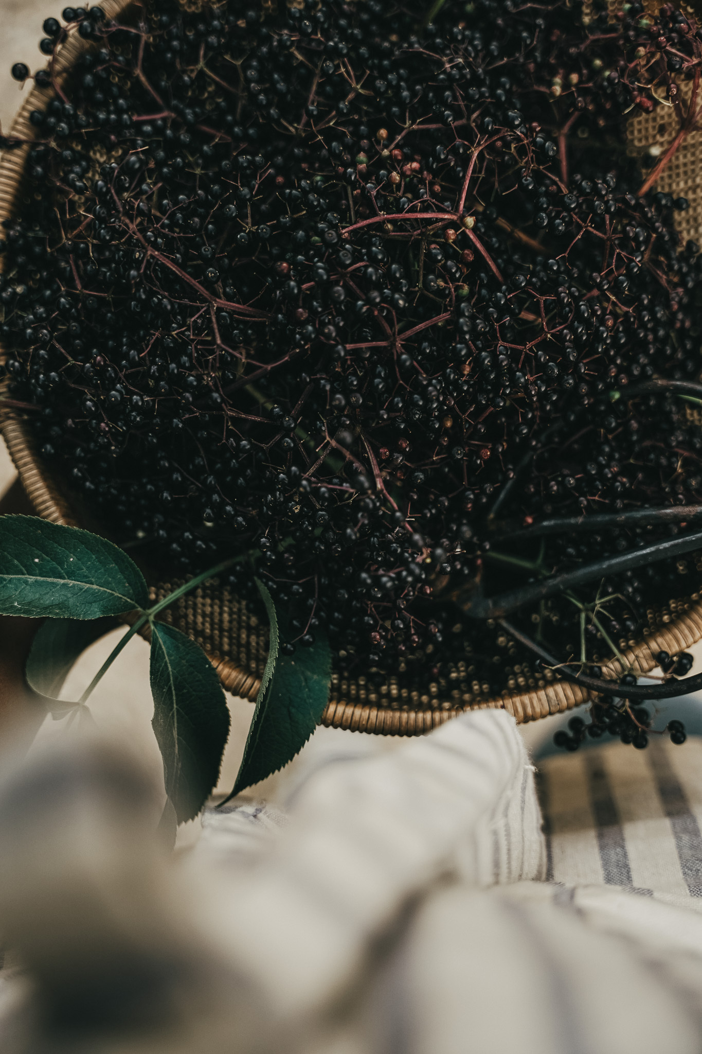 basket of fresh elderberries