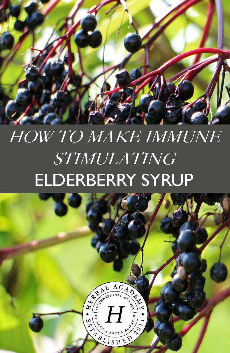 How To Make Immune Stimulating Elderberry Syrup | Herbal Academy | Cold and flu viruses are everywhere! Learn how this immune stimulating remedy can come to your aid.