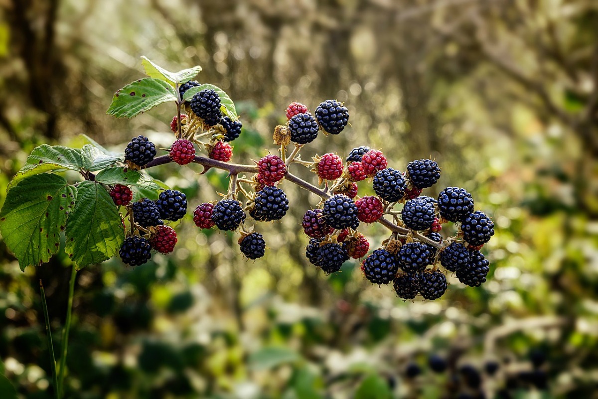 How To Address Crown Chakra Imbalances For Health Support | Herbal Academy | In today's post, we are addressing crown chakra imbalances. Learn how to heal an imbalance with foods, herbs, and essential oils!