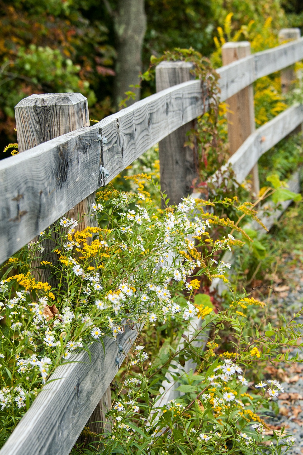 7 Useful Herbs You Can Harvest In The Fall | Herbal Academy | It's autumn, and the time for harvesting fall herbs! Check out these 7 herbs you can harvest in the fall and learn how to use them for your health!