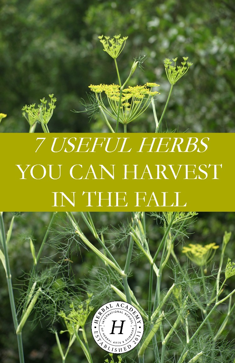 7 Useful Herbs You Can Harvest In The Fall | Herbal Academy | It's autumn, and the time for harvesting fall herbs! Check out these 7 herbs you can harvest in the fall and learn how to use them for your health!