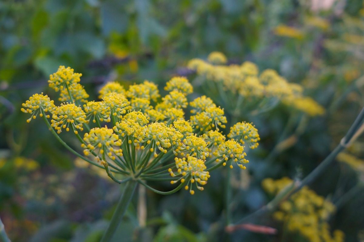 7 Useful Herbs You Can Harvest In The Fall | Herbal Academy | It's autumn, and the time for harvesting fall herbs! Check out these 7 herbs you can harvest in the fall and learn how to use them for your health!