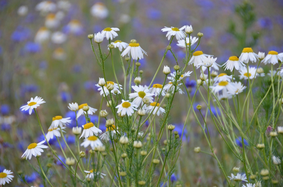 How To Approach Headaches Naturally With Supportive Herbs And Essential Oils | Herbal Academy | Do you suffer from the pain of headaches? Approach headaches naturally by easing or eliminating them using these herbs, essential oils, and hydrolats!