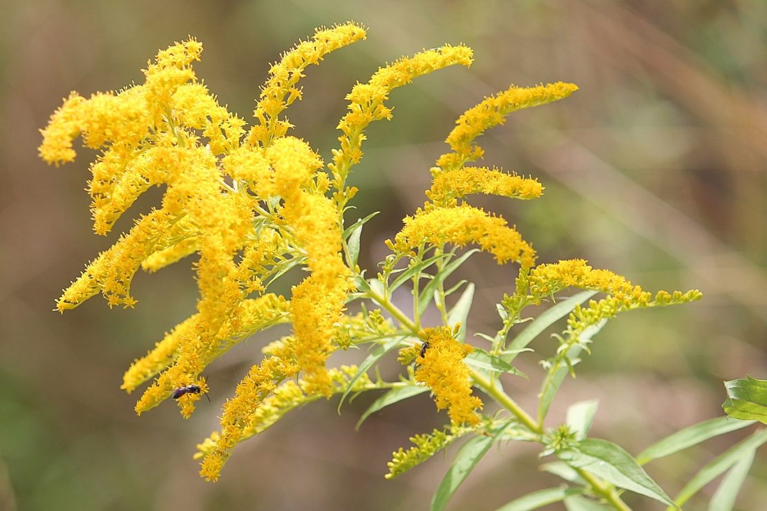 7 Useful Herbs You Can Harvest In The Fall | Herbal Academy | It's autumn, and the time for harvesting fall herbs! Check out these 7 herbs you can harvest in the fall and learn how to use them for your health!