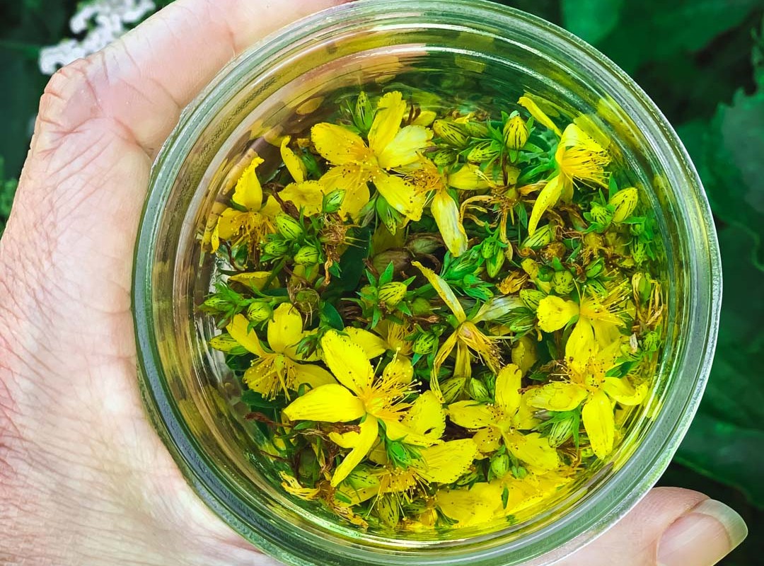 St. John's wort flowers in a jar by Herbal Academy