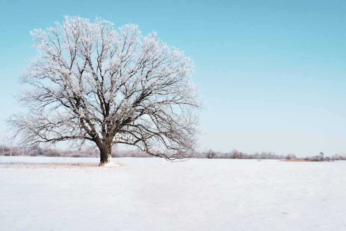 snowy winter landscape by Herbal Academy