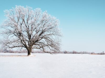 snowy winter landscape by Herbal Academy