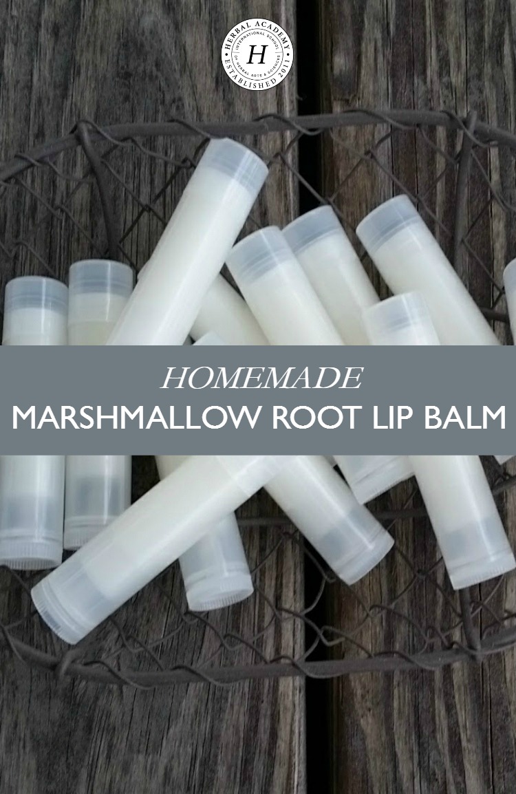 Homemade Marshmallow Root Lip Balm | Herbal Academy | Keep your lips soothed, healed, and moisturized all year long with this homemade marshmallow root lip balm that uses just a few simple ingredients!