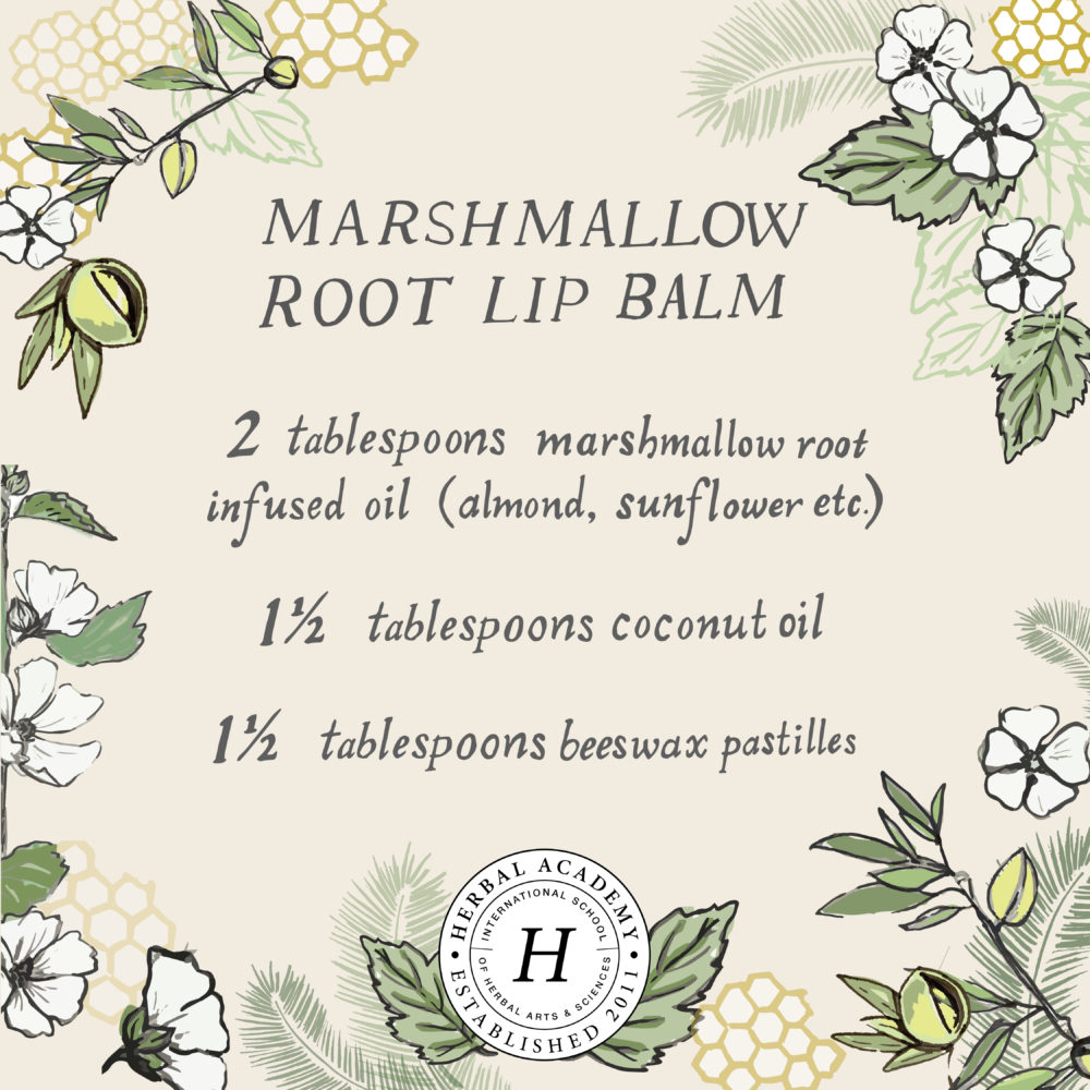 Homemade Marshmallow Root Lip Balm | Herbal Academy | Keep your lips soothed, healed, and moisturized all year long with this homemade marshmallow root lip balm that uses just a few simple ingredients!