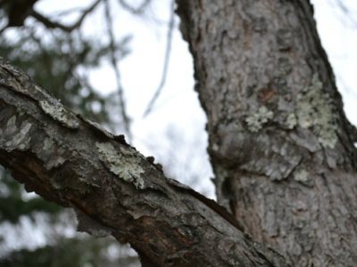 All About Wild Cherry Bark (Printable Monograph) | Herbal Academy | Come learn all about wild cherry bark and get your free printable herbal monograph for your herbal materia medica!