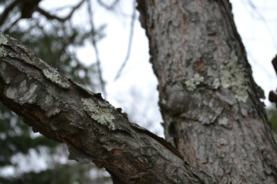 cherry bark texture