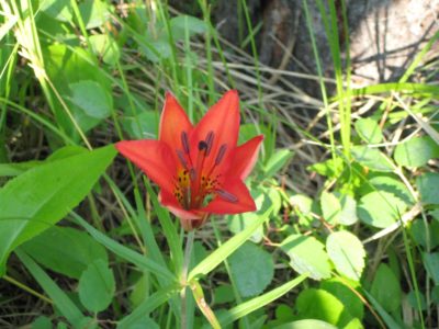 Teacher Feature: Carey Denman | Herbal Academy | We are excited to share this month's interview with Carey Denman! Join us as she shares her experience as a community herbalist, and associate educator here at the Herbal Academy!