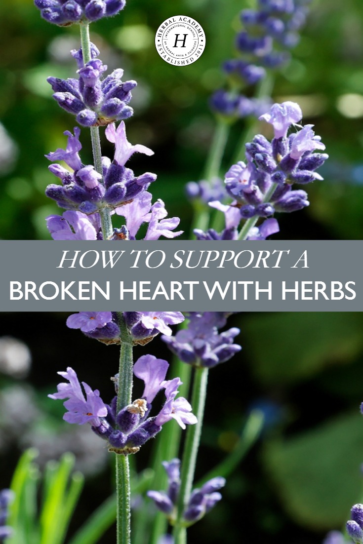 How To Support A Broken Heart With Herbs | Herbal Academy | Support a broken heart with these herbs that calm, uplift, and nourish the body! 