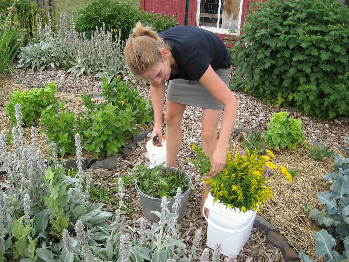 Teacher Feature: Carey Denman | Herbal Academy | We are excited to share this month's interview with Carey Denman! Join us as she shares her experience as a community herbalist, and associate educator here at the Herbal Academy! 