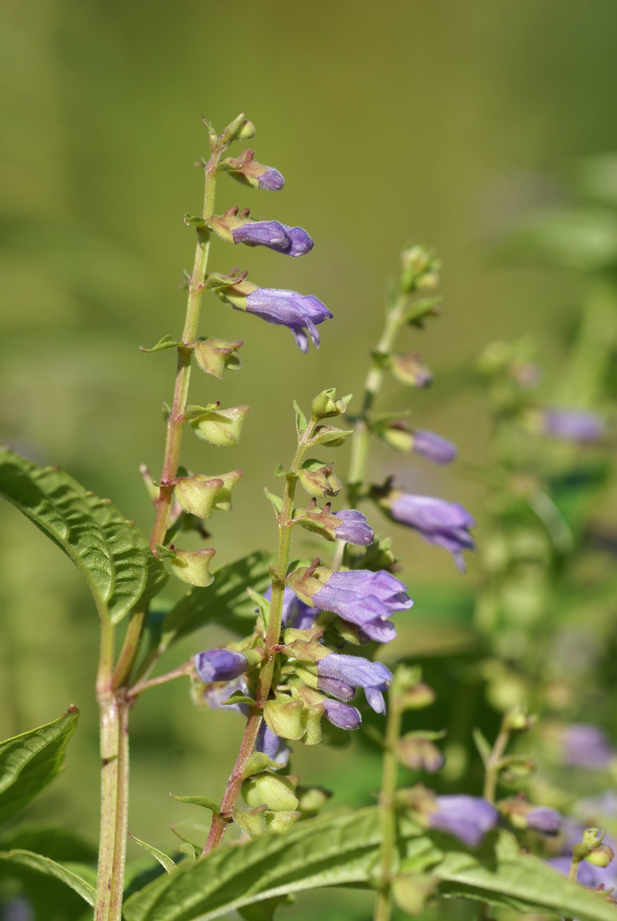 How To Support A Broken Heart With Herbs | Herbal Academy | Support a broken heart with these herbs that calm, uplift, and nourish the body! 