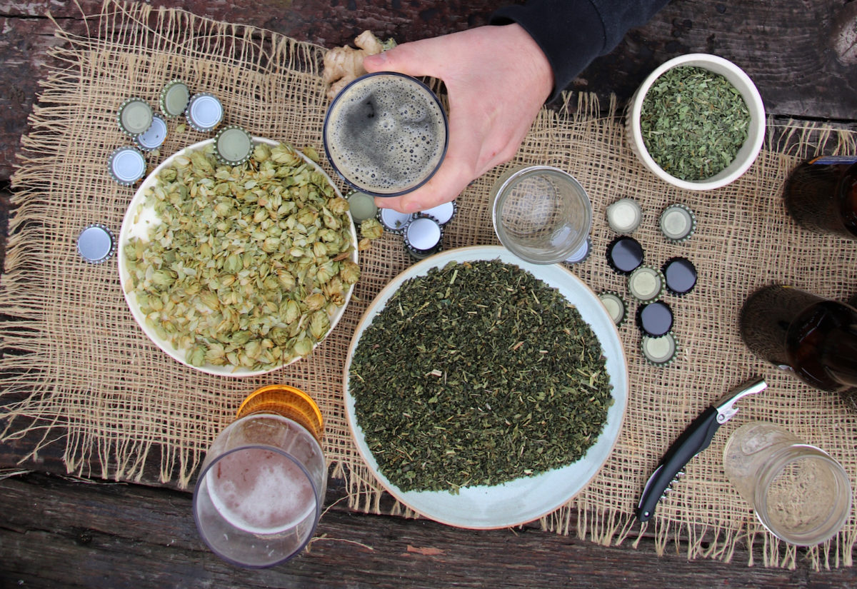 Nettle Beer: A Delicious, Healthy Herbal Ferment | Herbal Academy | Make your own nettle beer with this sneak peak inside our new course, The Craft of Herbal Fermentation!