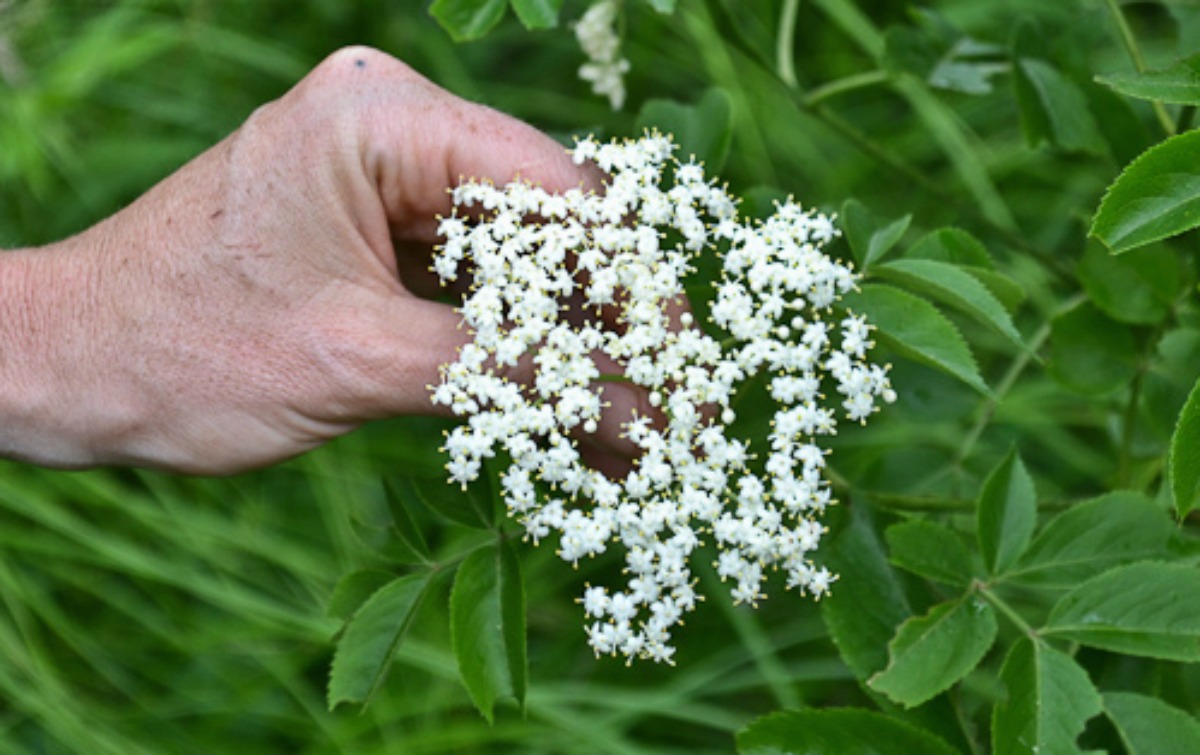 hand holding an elderflower 
