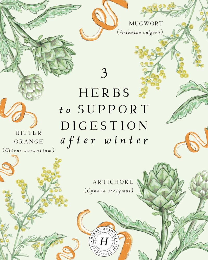 Three Herbs To Support Digestion After A Long Winter | Herbal Academy | Is your body in need of a jump start after a long winter? Here are three herbs to support digestion and give your body the help it needs!
