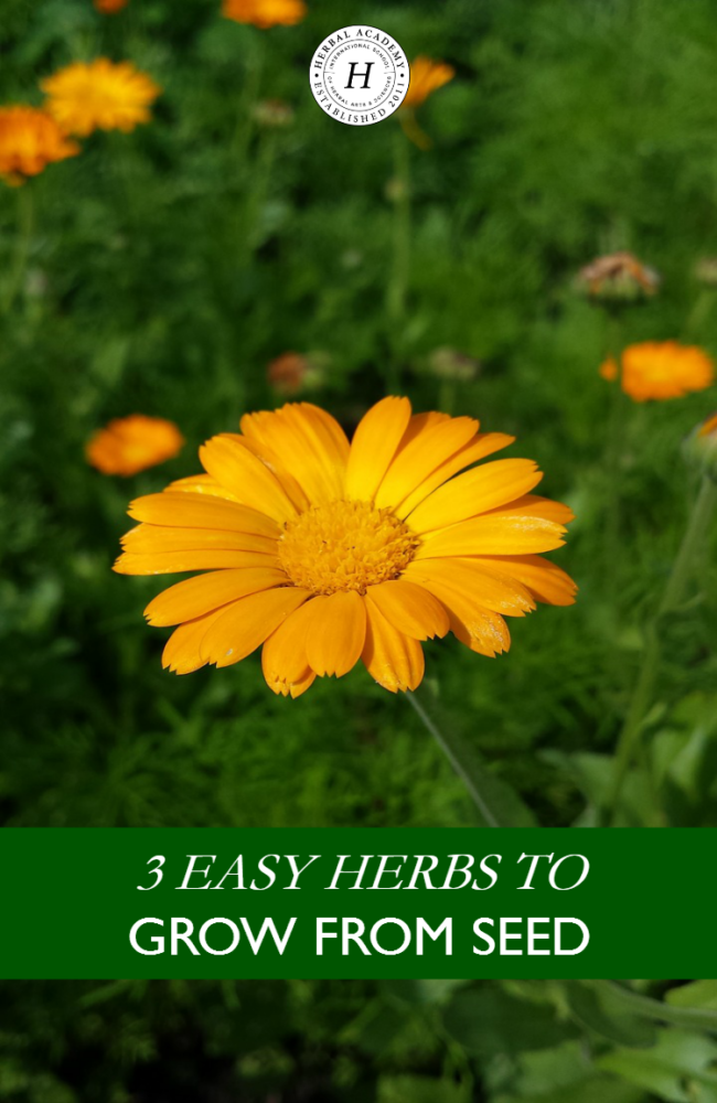 3 Easy Herbs To Grow From Seed | Herbal Academy | Are you feeling anxious to start your spring garden? We are sharing 3 easy herbs to grow from seed right now!