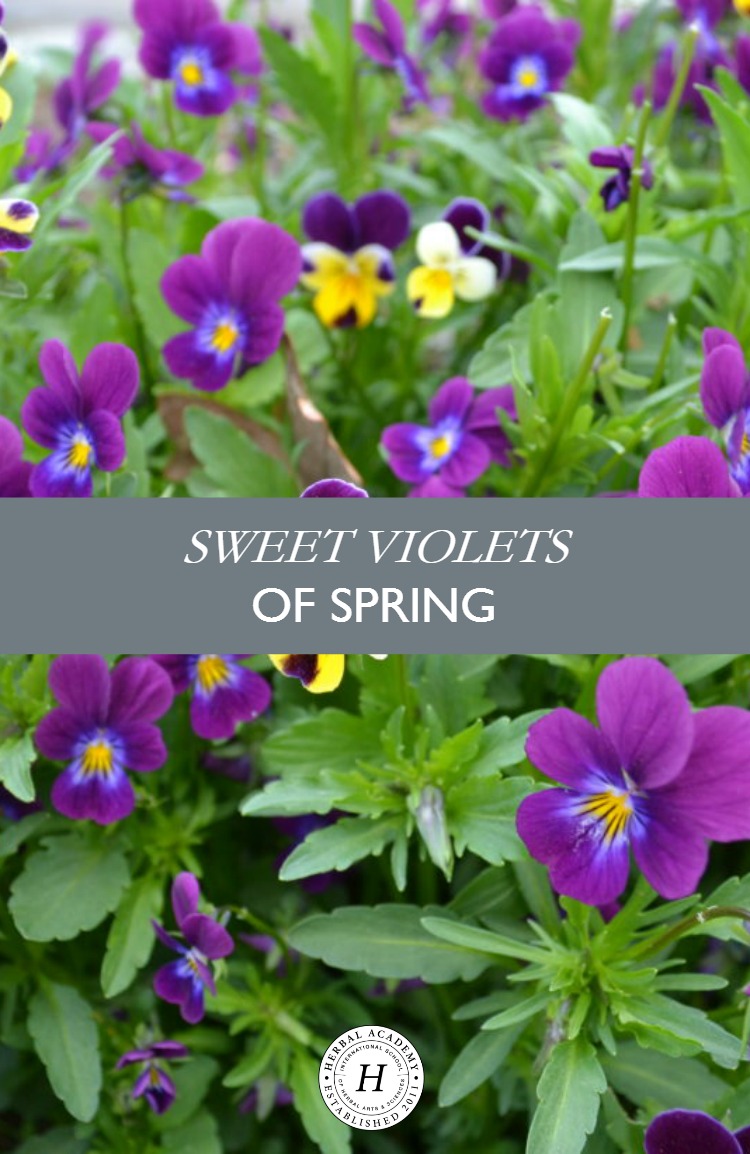 Sweet Violets of Spring | Herbal Academy | These flowers are the perfect pick for spring gatherers. From using them in food to pressing them for note cards, we have some inspirational ideas for using and enjoying the violets of spring!