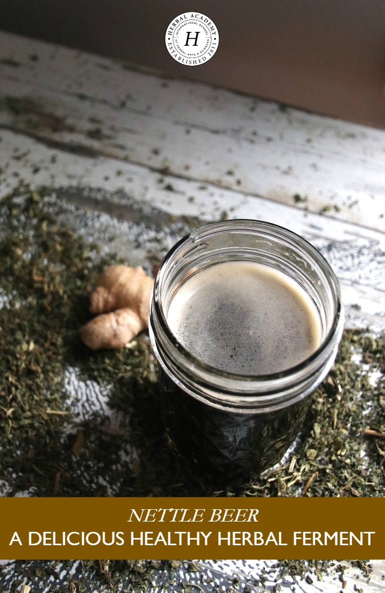 Nettle Beer: A Delicious, Healthy Herbal Ferment | Herbal Academy | Make your own nettle beer with this sneak peak inside our new course, The Craft of Herbal Fermentation!