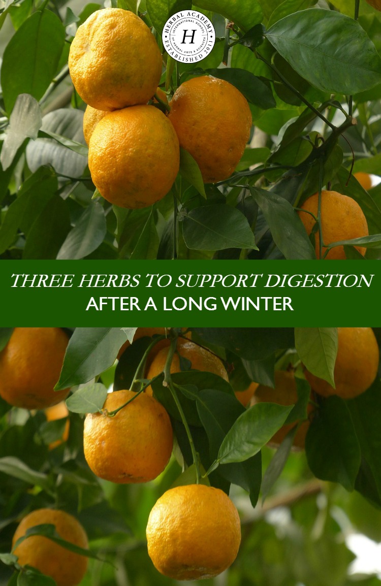Three Herbs To Support Digestion After A Long Winter | Herbal Academy | Is your body in need of a jump start after a long winter? Here are three herbs to support digestion and give your body the help it needs!
