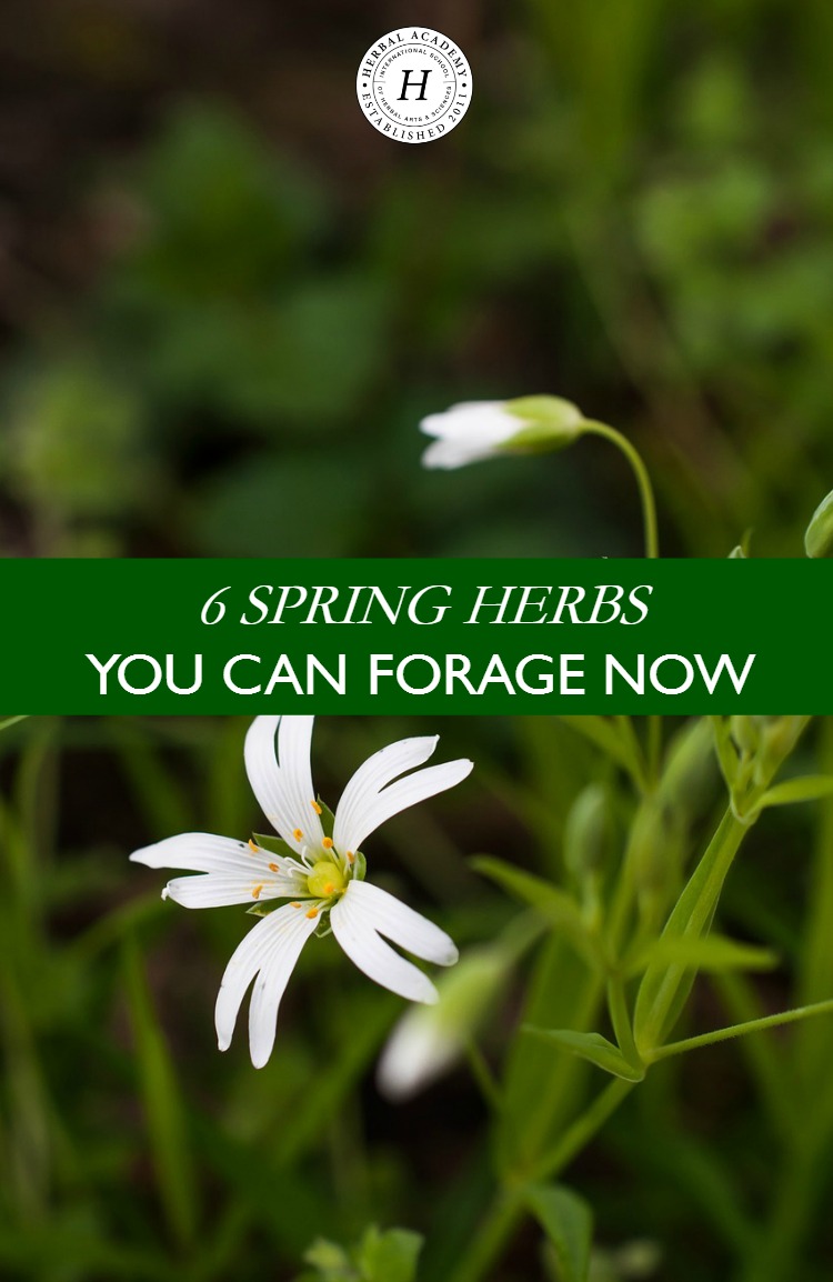 6 Spring Herbs You Can Forage Now | Herbal Academy | Foragers everywhere look forward to the first spring foliage that bursts from the earth. Here are 6 spring herbs you can forage now!