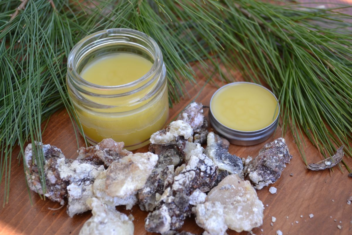 How to Make Piñon Pine Resin Salve