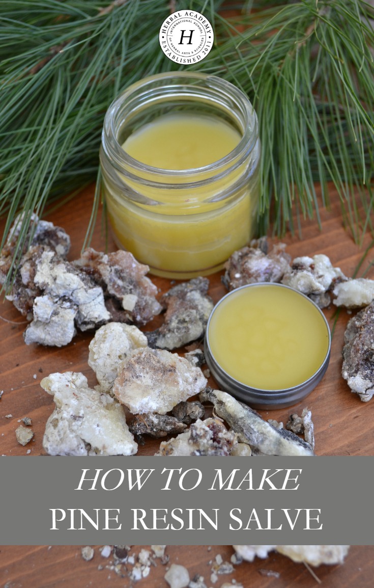 How to Harvest Pine Resin and Use it to Make a Salve