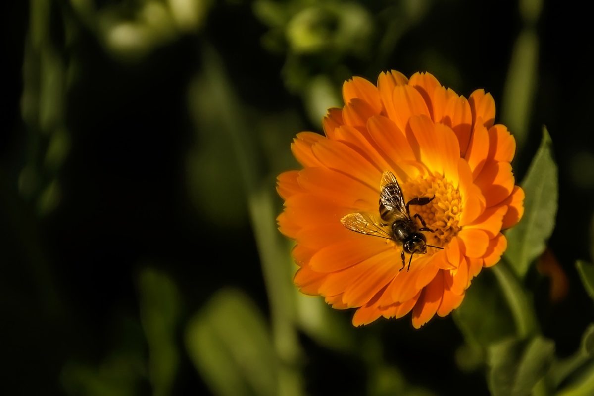 Pollinator Gardens 101 | Herbal Academy | Learn the importance of pollinators and how you can help them by planting pollinator gardens around your home and in your community!