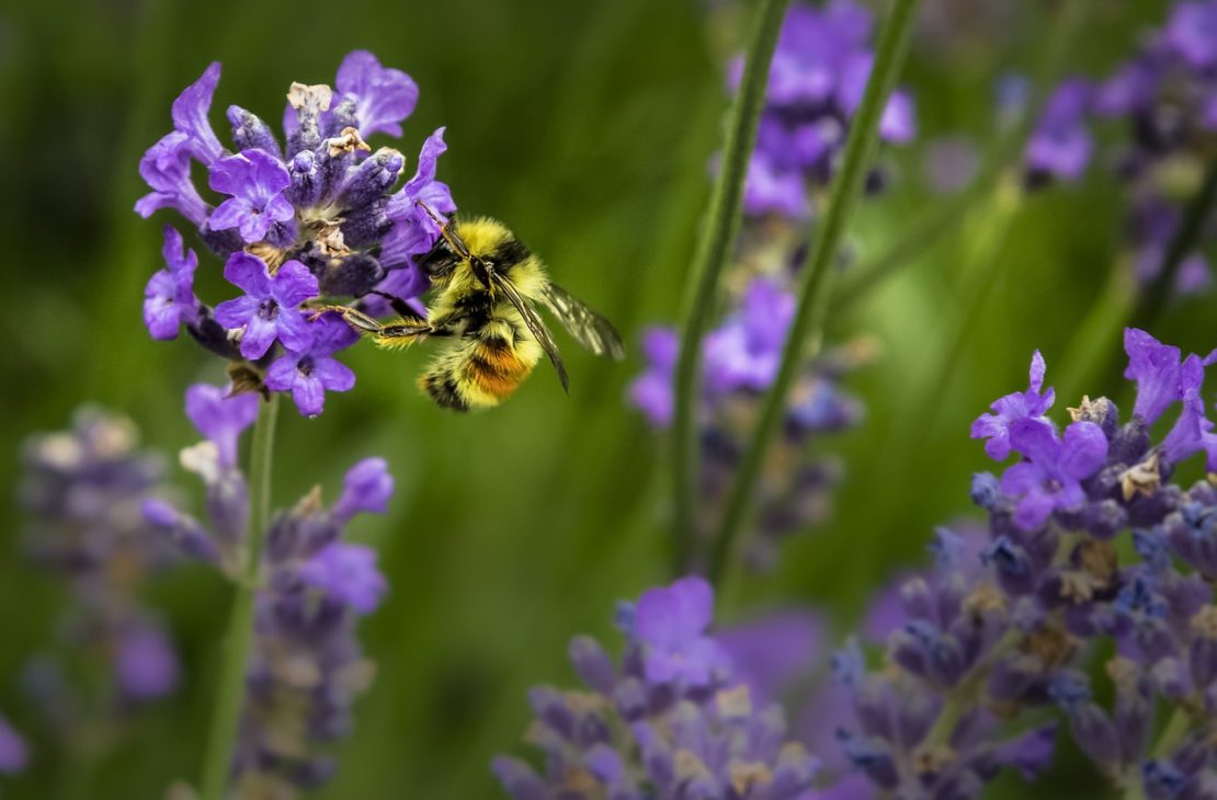 Pollinator Gardens 101 | Herbal Academy | Learn the importance of pollinators and how you can help them by planting pollinator gardens around your home and in your community!