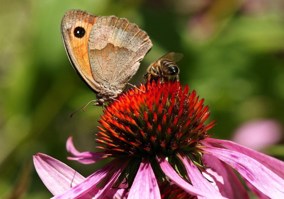 Pollinator Gardens 101 | Herbal Academy | Learn the importance of pollinators and how you can help them by planting pollinator gardens around your home and in your community!