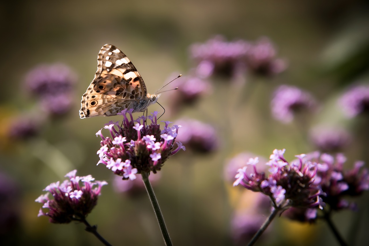 Pollinator Gardens 101 | Herbal Academy | Learn the importance of pollinators and how you can help them by planting pollinator gardens around your home and in your community!