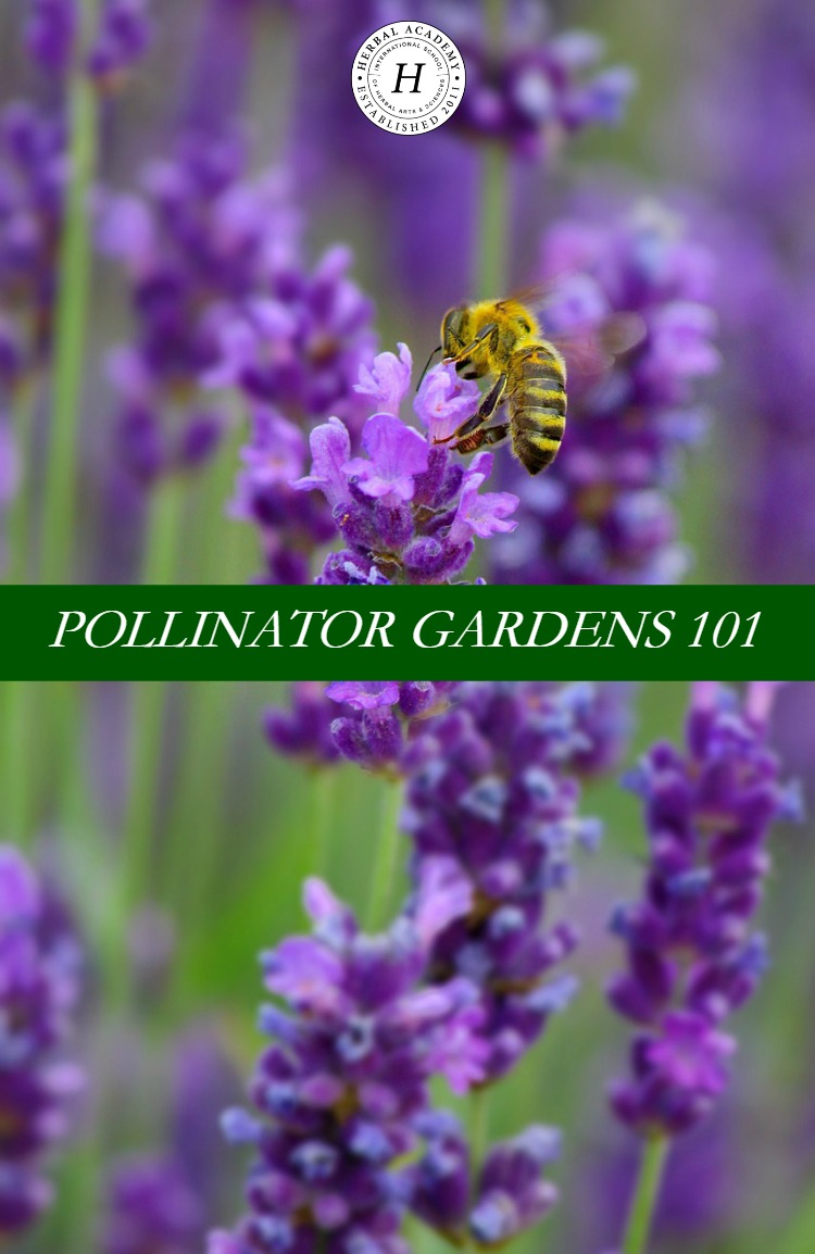 Pollinator Gardens 101 | Herbal Academy | Learn the importance of pollinators and how you can help them by planting pollinator gardens around your home and in your community!