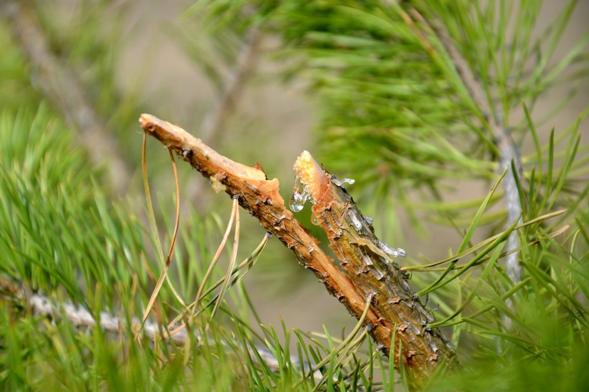 timberborn pine resin timberborn pine resin