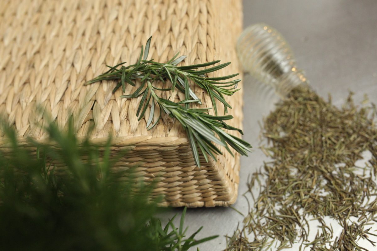 DIY Rosemary Memory Elixir | Herbal Academy | Keep your brain active and healthy with this DIY Rosemary Memory Elixir!