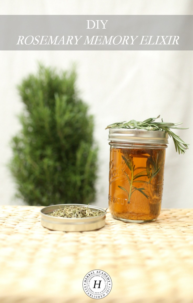 DIY Rosemary Memory Elixir | Herbal Academy | Keep your brain active and healthy with this DIY Rosemary Memory Elixir!