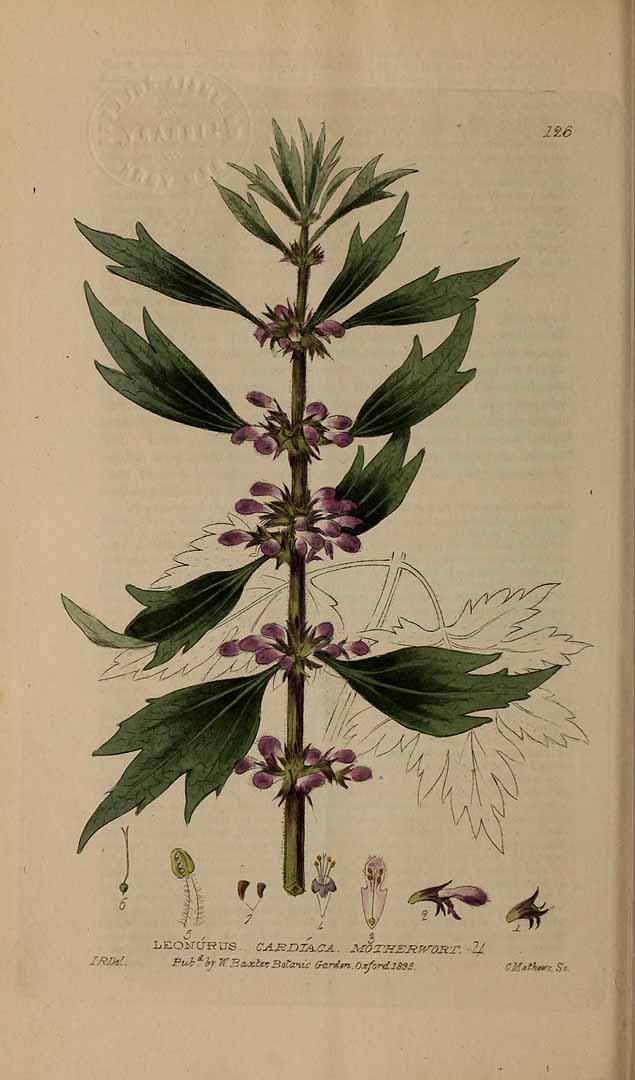 Motherwort Through History | Herbal Academy | Here at the Academy, we often talk about the history and traditions of herbs. In this post we are focusing on the history of motherwort. Come learn with us!