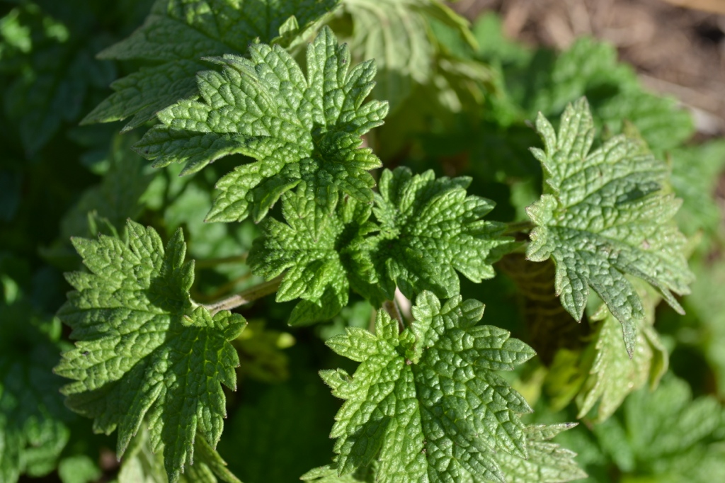 Motherwort Through History | Herbal Academy |Here at the Academy, we often talk about the history and traditions of herbs. In this post we are focusing on the history of motherwort. Come learn with us!