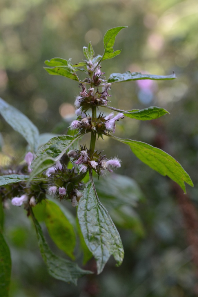 Motherwort Through History | Herbal Academy | Here at the Academy, we often talk about the history and traditions of herbs. In this post we are focusing on the history of motherwort. Come learn with us!