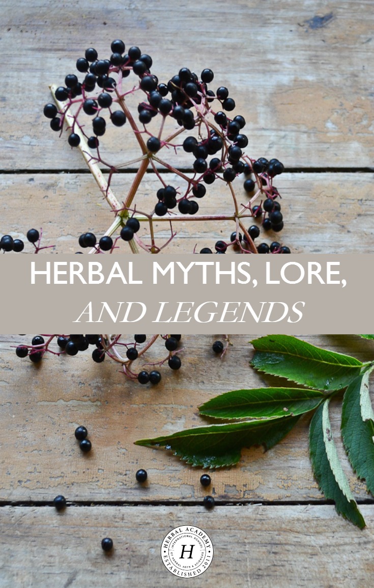 Herbal Myths, Lore, and Legends | Herbal Academy | Here's an introduction to some of our favorite herbal myths, lore, and legends. Learn the legends of 7 herbs from cultures around the world!