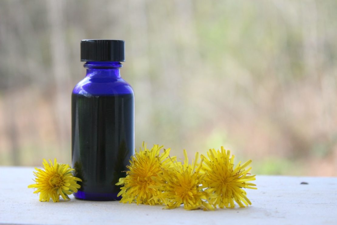 How To Make Fresh Dandelion Blossom Oil | Herbal Academy | Learn how to properly infuse fresh herbs with this fresh dandelion blossom oil tutorial!