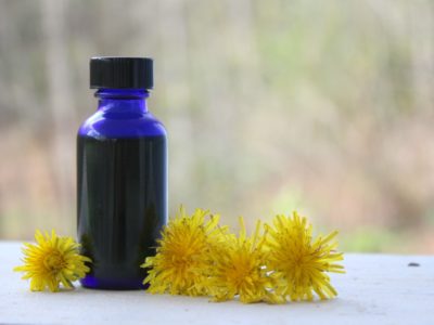 How To Make Fresh Dandelion Blossom Oil | Herbal Academy | Learn how to properly infuse fresh herbs with this fresh dandelion blossom oil tutorial!