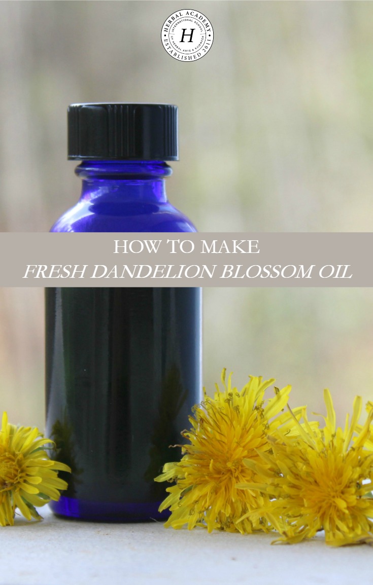 How To Make Fresh Dandelion Blossom Oil | Herbal Academy | Learn how to properly infuse fresh herbs with this fresh dandelion blossom oil tutorial!