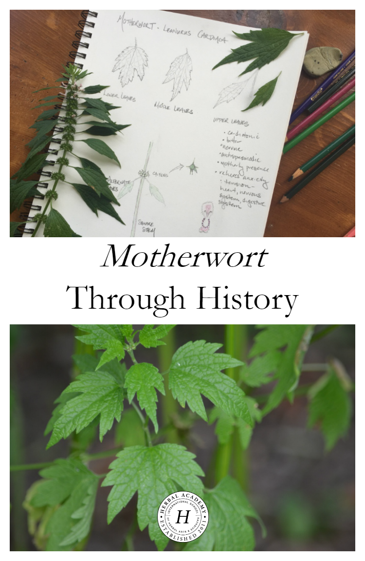 Motherwort Through History | Herbal Academy | Here at the Academy, we often talk about the history and traditions of herbs. In this post we are focusing on the history of motherwort. Come learn with us!