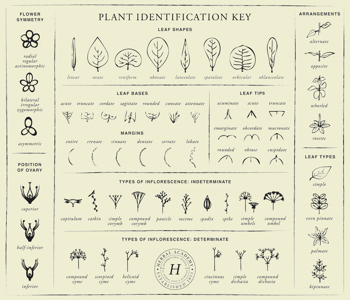 Herb Identifier Chart